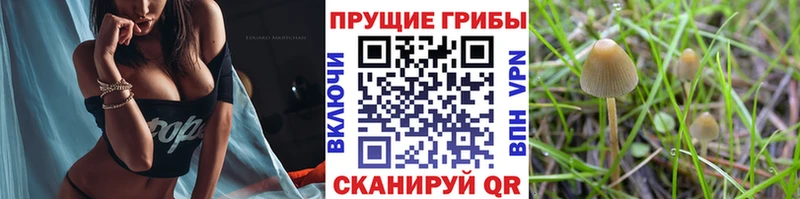 Купить  Ялуторовск  Псилоцибиновые грибы мицелий 